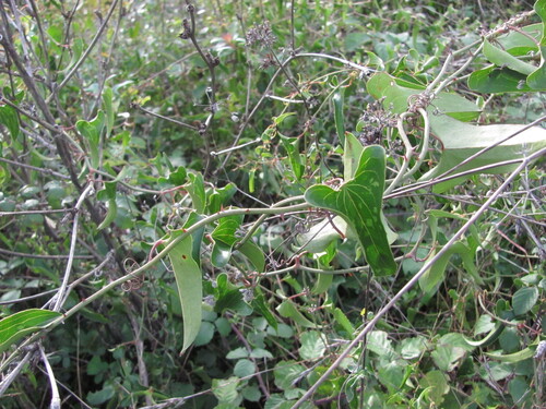 Rough bindweed (Smilax aspera)
