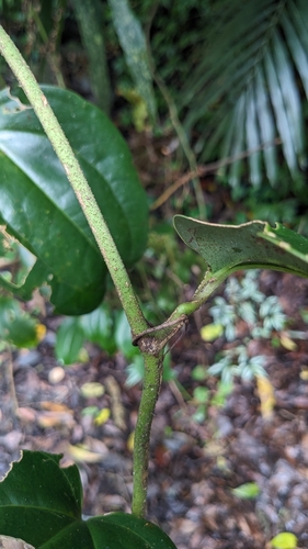 Smilax bracteata (Smilax bracteata)