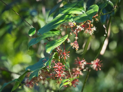 Smilax bracteata (Smilax bracteata)