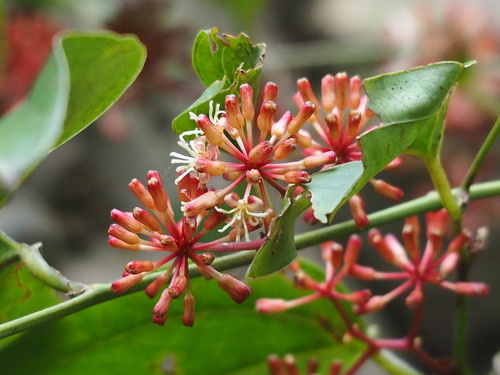Smilax bracteata (Smilax bracteata)