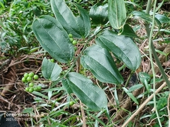 Smilax bracteata (Smilax bracteata)