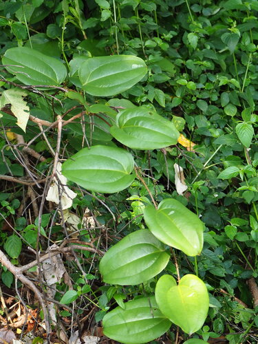 Smilax bracteata (Smilax bracteata)