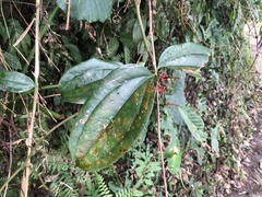 Smilax bracteata (Smilax bracteata)