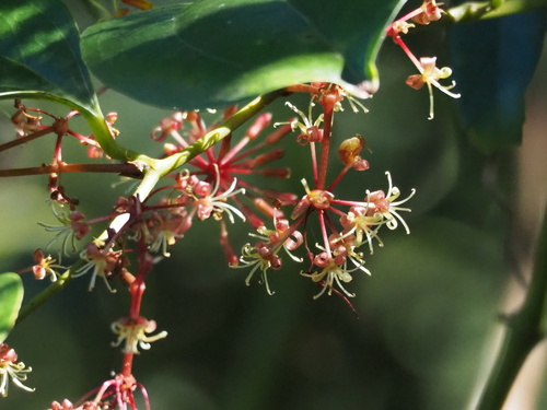 Smilax bracteata (Smilax bracteata)