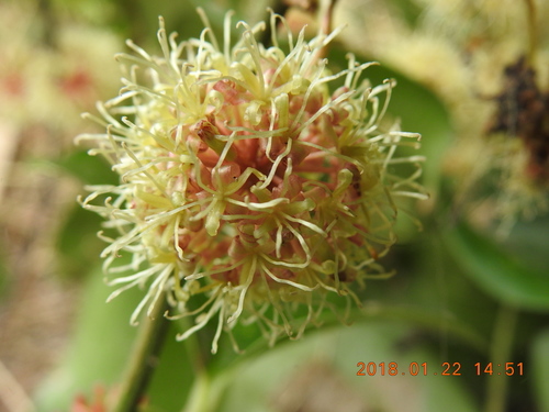 Smilax bracteata (Smilax bracteata)