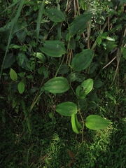 Smilax bracteata (Smilax bracteata)