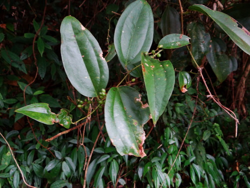 Smilax bracteata (Smilax bracteata)