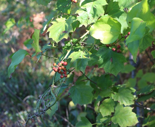 Smilax excelsa (Smilax excelsa)