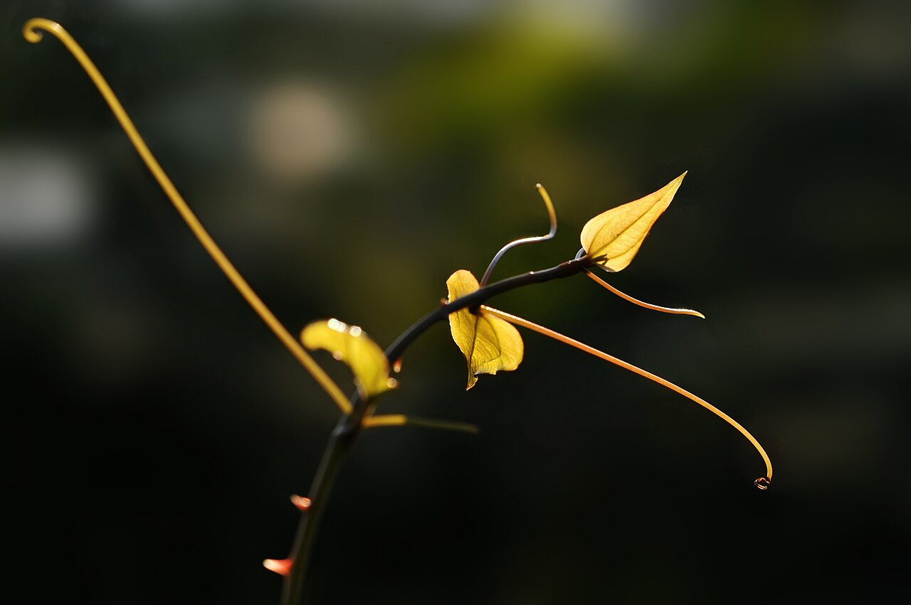 Smilax excelsa: Young shoot of Smilax excelsa. Espiye - Giresun, Turkey. 395 m.