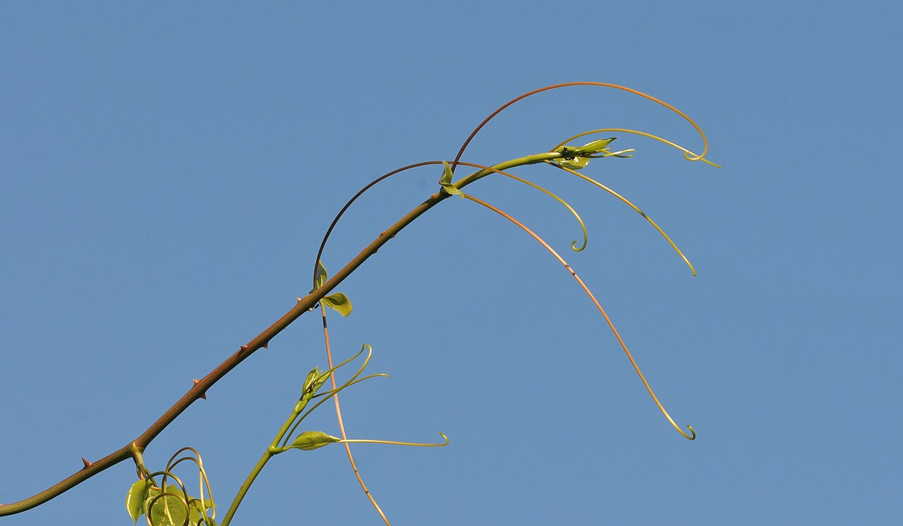 Smilax excelsa: Fresh shoot of Smilax excelsa is used as local food in Black Sea Region in Turkey.It has many vernacular names in Turkey such as Diken ucu (Giresun), merulcan (
