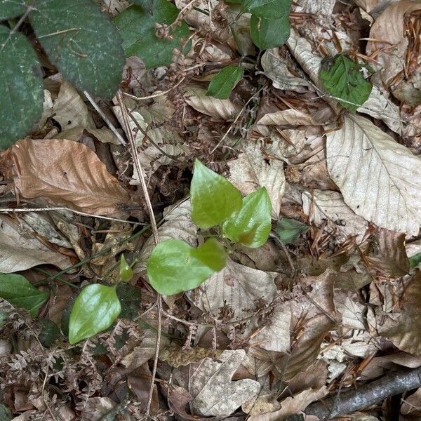 Smilax excelsa (Smilax excelsa)