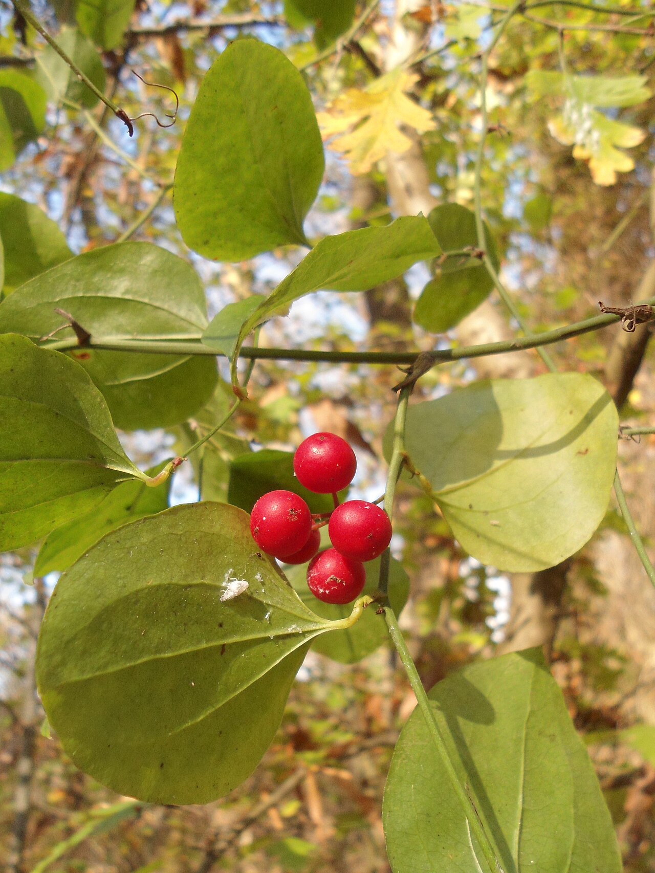 Smilax excelsa: Висока скрипка – стъбла с листа и плодове.