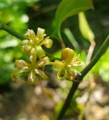 Smilax excelsa (Smilax excelsa)