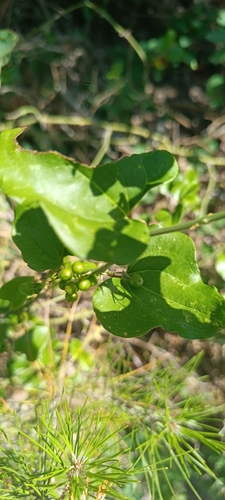Smilax excelsa (Smilax excelsa)