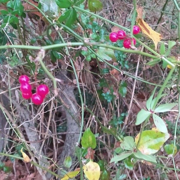Smilax excelsa (Smilax excelsa)