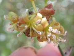 Smilax excelsa (Smilax excelsa)