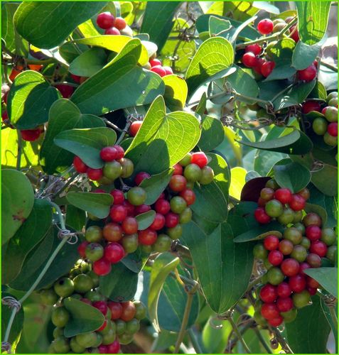 Smilax excelsa (Smilax excelsa)
