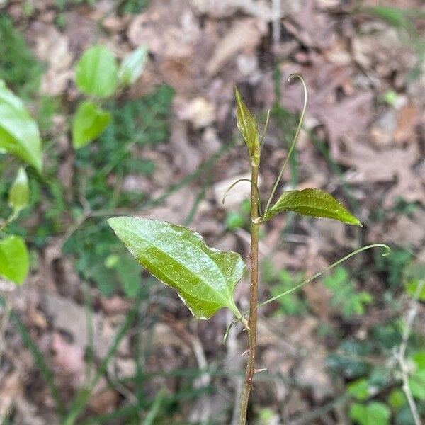 Smilax excelsa (Smilax excelsa)