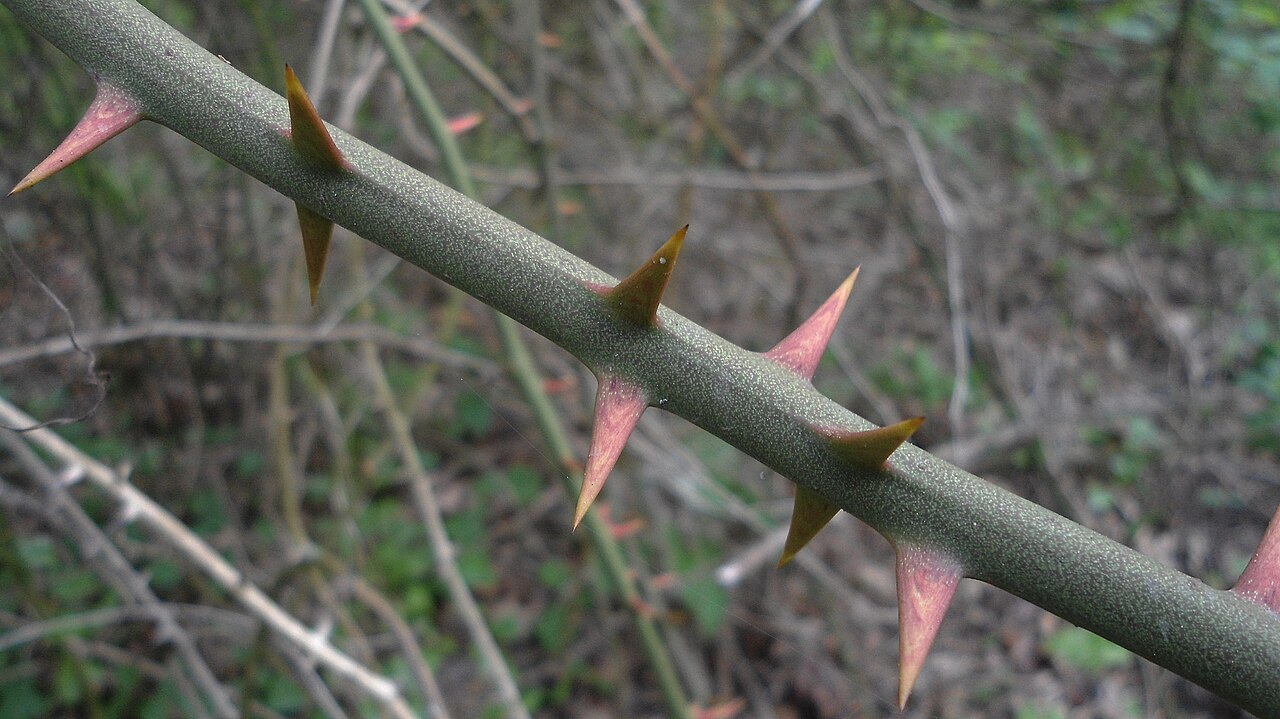 Smilax excelsa: Твърдо стъбло с бодли - едно от нещата, отличаващи смилакса от брея.