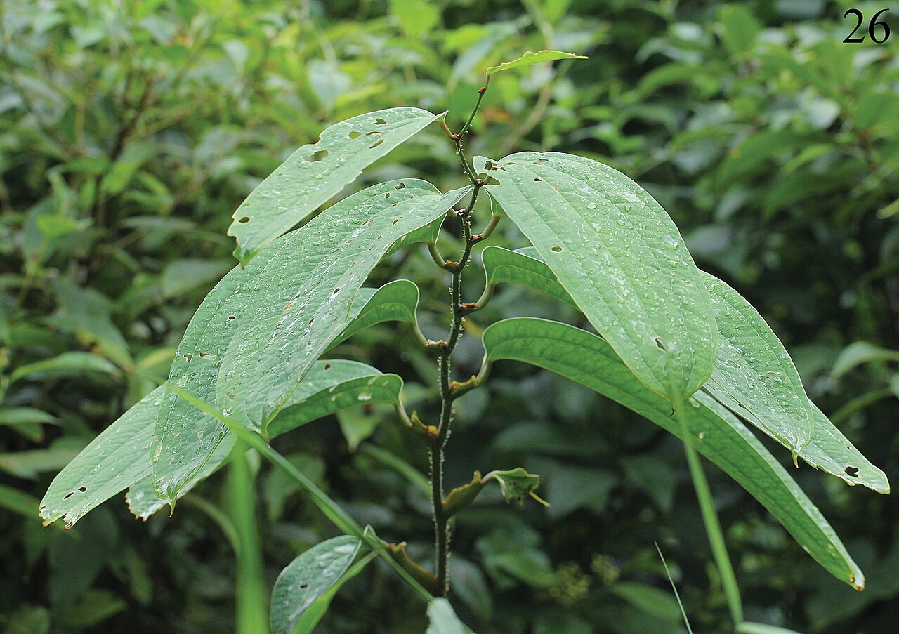 Smilax ferox: Figure 26. Smilax ferox Wall. ex Kunth (host plant of Manipuria dohertyi ).
