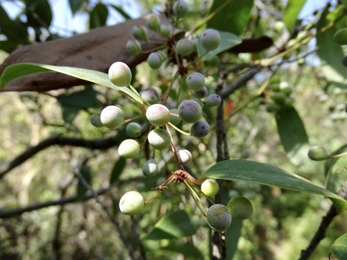 Smilax glabra (Smilax glabra)