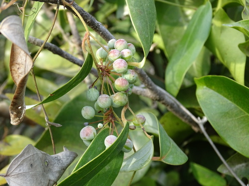 Smilax glabra (Smilax glabra)