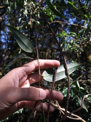 Smilax glabra (Smilax glabra)