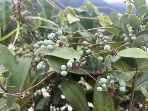 Smilax glabra (Smilax glabra)