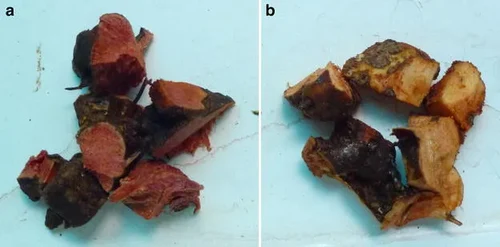 Smilax glabra: Smilacis Glabrae Rhizoma (Tufuling 土茯苓) The samples of SGR (a) Red cross-sectional SGR. b White cross-sectional SGR