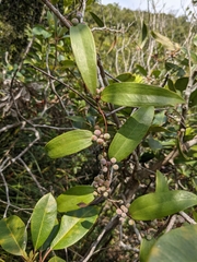 Smilax glabra (Smilax glabra)