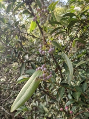 Smilax glabra (Smilax glabra)