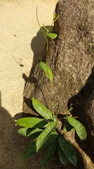 Smilax glabra (Smilax glabra)