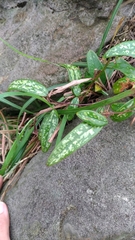 Smilax glabra (Smilax glabra)
