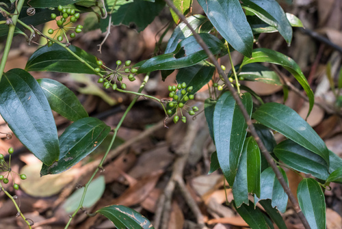 Smilax glabra (Smilax glabra)