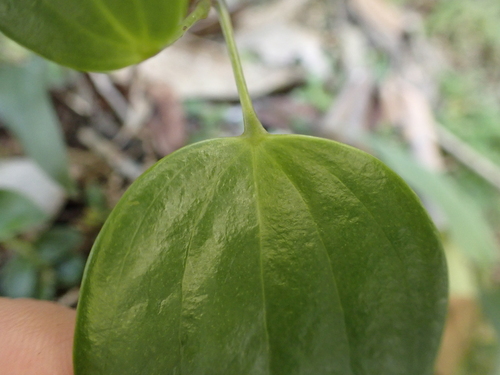 Smilax glabra (Smilax glabra)