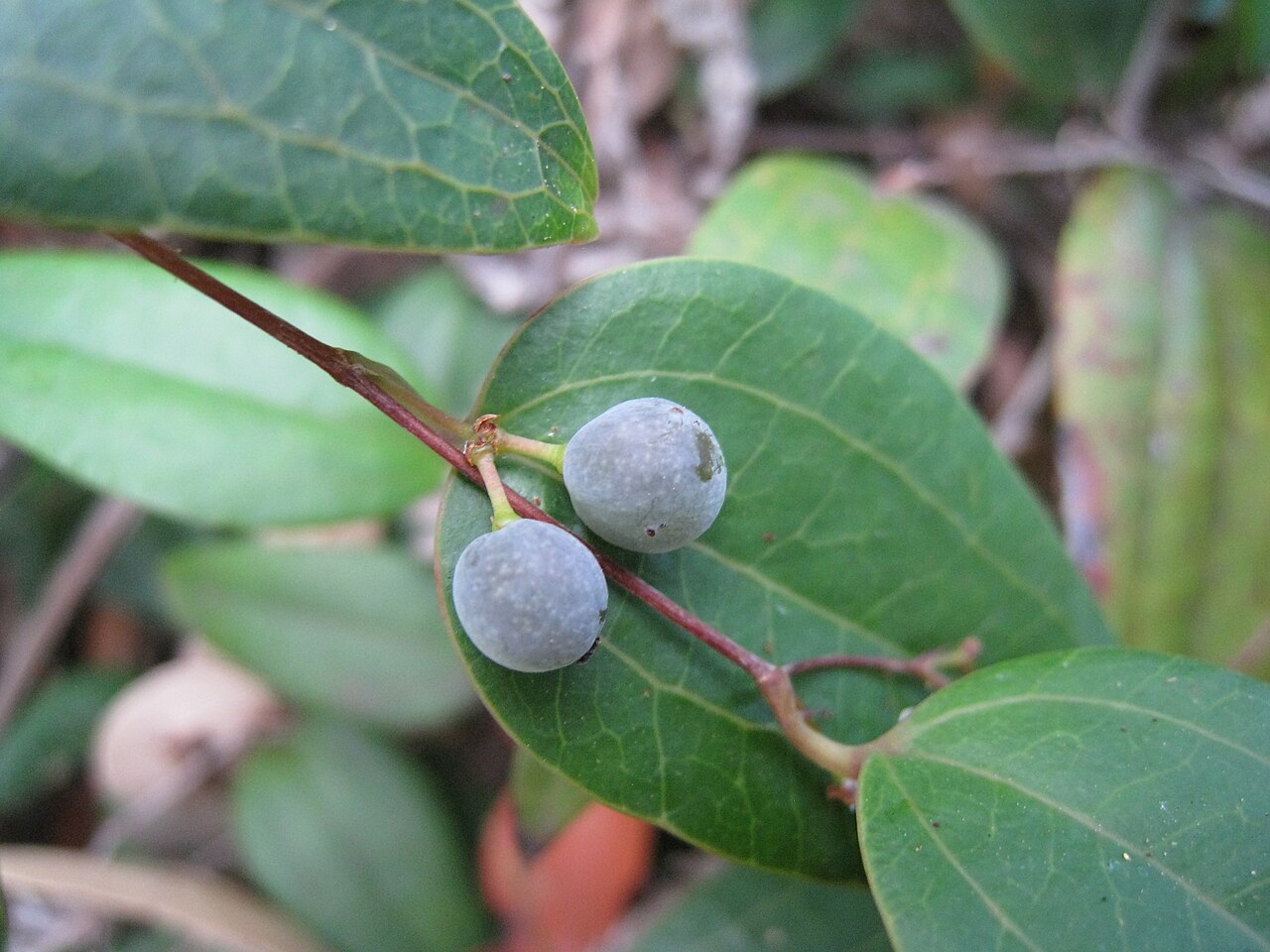 Smilax glyciphylla: Small fruit of the Native sarsparilla, Smilax glyciphylla. Paruna Reserve, Como NSW Australia, January 2011.