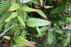 Smilax glyciphylla (Smilax glyciphylla)