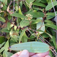 Smilax glyciphylla (Smilax glyciphylla)