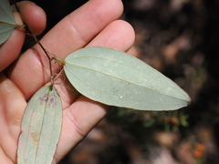 Smilax glyciphylla (Smilax glyciphylla)