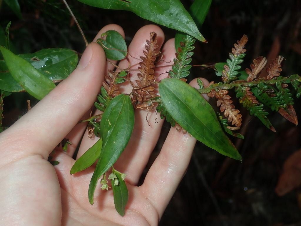 Smilax glyciphylla (Smilax glyciphylla)