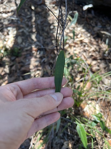 Smilax glyciphylla (Smilax glyciphylla)