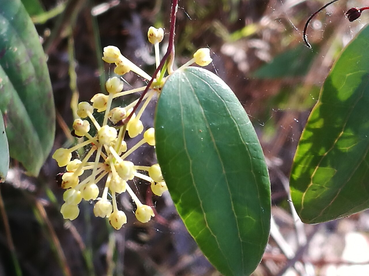Smilax glyciphylla: Flowerhead, Smilax glyciphylla , Barrenjoey Track, 07/01/2018 Flowerhead, Smilax glyciphylla , Barrenjoey Track, 07/01/2018