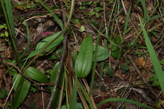 Smilax glyciphylla (Smilax glyciphylla)