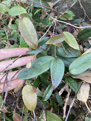 Smilax glyciphylla (Smilax glyciphylla)