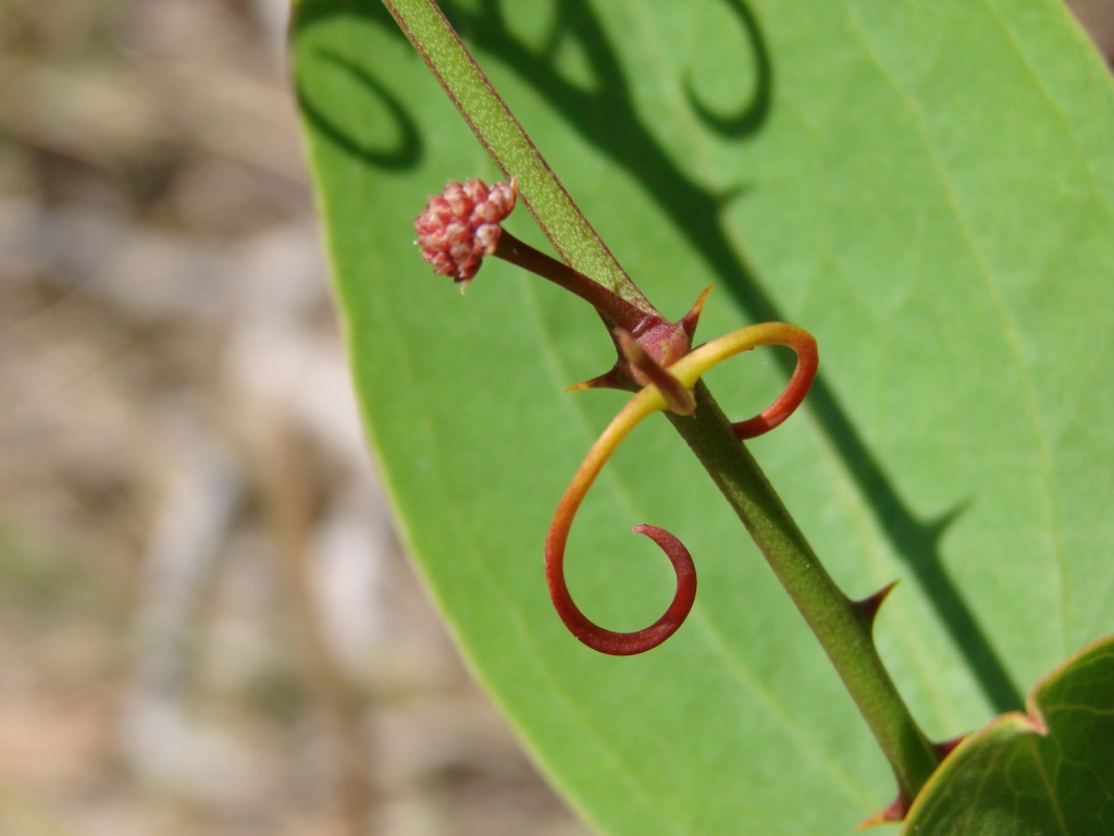Smilax goyazana: Smilax goyazana A. DC. - SMILACACEAE - Parque Ecológico Dom Bosco - Brasília - Distrito Federal - Brasil.