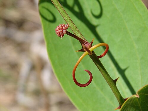Smilax goyazana: Smilax goyazana A. DC. - SMILACACEAE - Parque Ecológico Dom Bosco - Brasília - Distrito Federal - Brasil.
