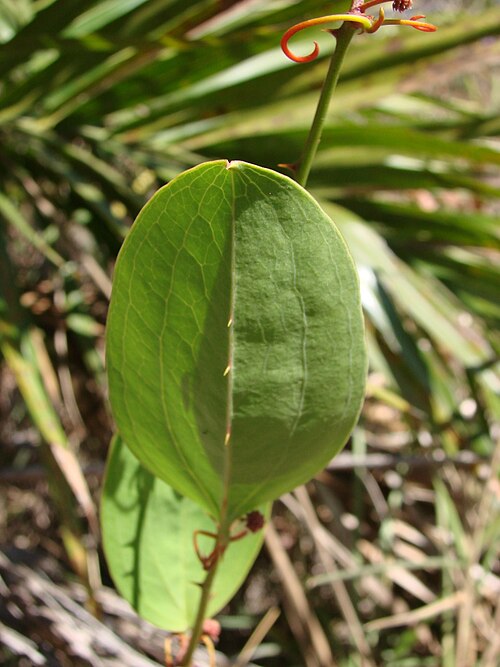 Smilax goyazana: Smilax goyazana A. DC. - SMILACACEAE - Parque Ecológico Dom Bosco - Brasília - Distrito Federal - Brasil.