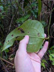 Smilax guianensis (Smilax guianensis)