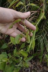 Smilax guianensis (Smilax guianensis)