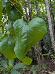 Smilax guianensis (Smilax guianensis)